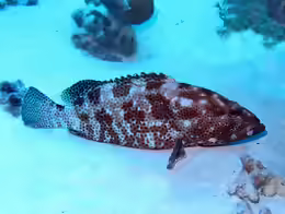 Epinephelus tauvina
