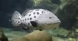 Epinephelus tukula