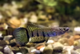Epiplatys sexfasciatus