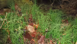 Equisetum scirpoides