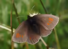 Erebia manto