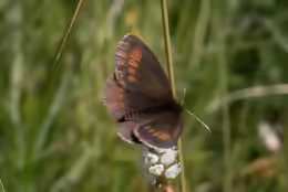 Erebia melampus