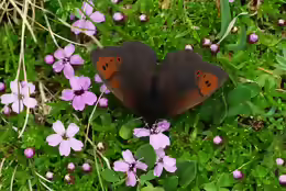 Erebia pandrose