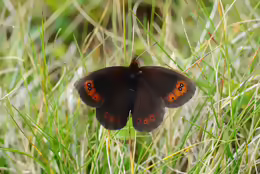 Erebia pronoe