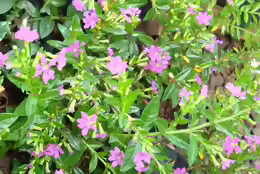 Erica gracilis