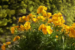 Erysimum cheiri