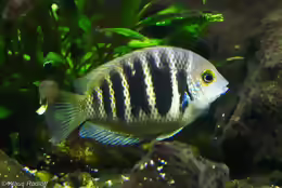 Etroplus canarensis