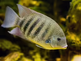 Etroplus suratensis