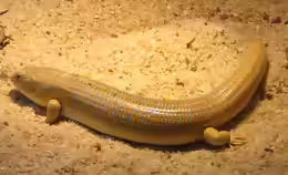 Eumeces schneiderii