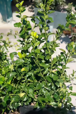 Euonymus kiautschovicus