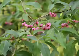 Euonymus phellomanus