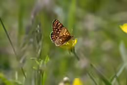 Euphydryas aurinia