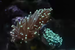 Euphyllia glabrescens