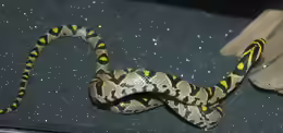 Euprepiophis mandarinu