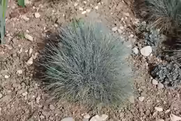 Festuca glauca