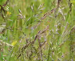 Festuca rubra