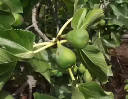 Ficus carica