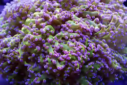 Fimbriaphyllia divisa