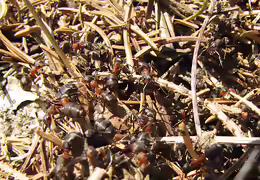 Formica rufa