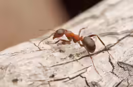 Formica sanguinea