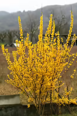 Forsythia viridissima