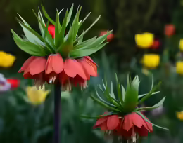 Fritillaria imperialis