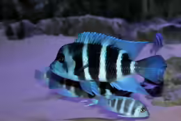 Cyphotilapia frontosa
