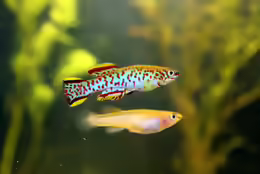 Fundulopanchax gardneri