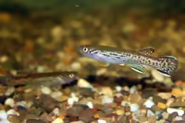 Fundulopanchax marmoratus