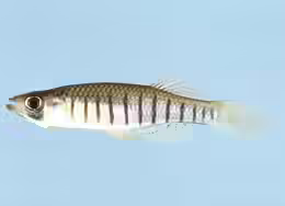 Fundulus lineolatus
