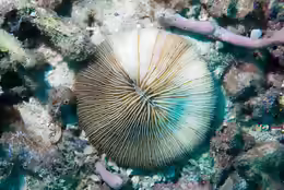 Fungia concinna