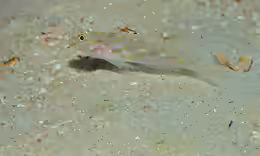 Fusigobius longispinus