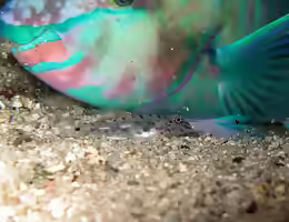 Fusigobius maximus