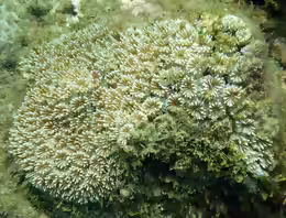 Galaxea fascicularis