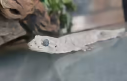 Gehyra marginata