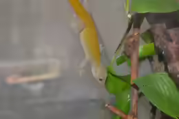 Gekko badenii