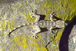 Gekko chinensis