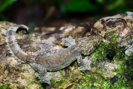 Gekko lionotum