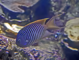 Genicanthus melanospilos