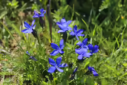 Gentiana bavarica