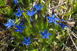 Gentiana nivalis