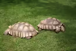 Geochelone sulcata