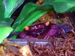 Geosesarma dennerle