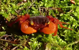 Geosesarma pontianak
