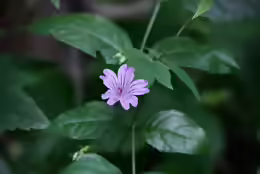 Geranium nodosum