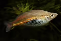 Glossolepis ramuensis
