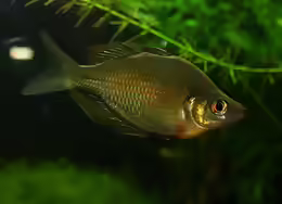 Glossolepis wanamensis