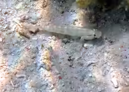 Gnatholepis thompsoni