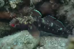 Gobius cruentatus