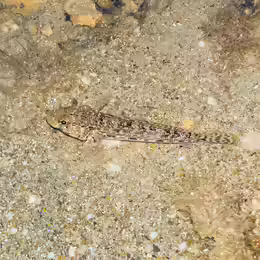 Gobius geniporus